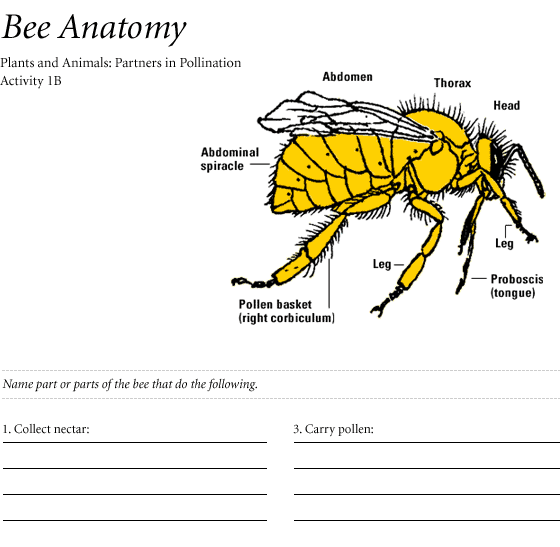 free lesson  plan