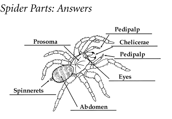 internal crayfish diagram