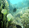 Coral Reef