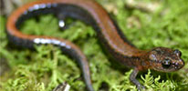 Free Booklet on Biodiversity