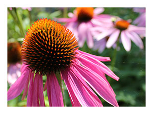 Smithsonian Gardens Green Ambassador Challenge: Gardener Oral History