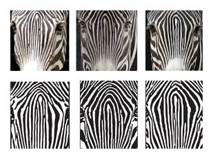 Seen One Zebra?
