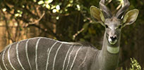 Wildlife Studies Certificate Program