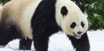 Winter Zoo Camp: Snow Safari Day Camp at the National Zoo!