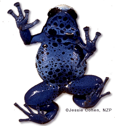 Poison Arrow Frog