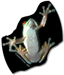 Red eye tree frog underbelly