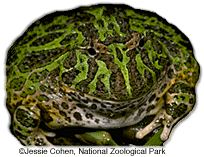 Ornate horned frog