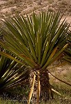 Yucca Plant