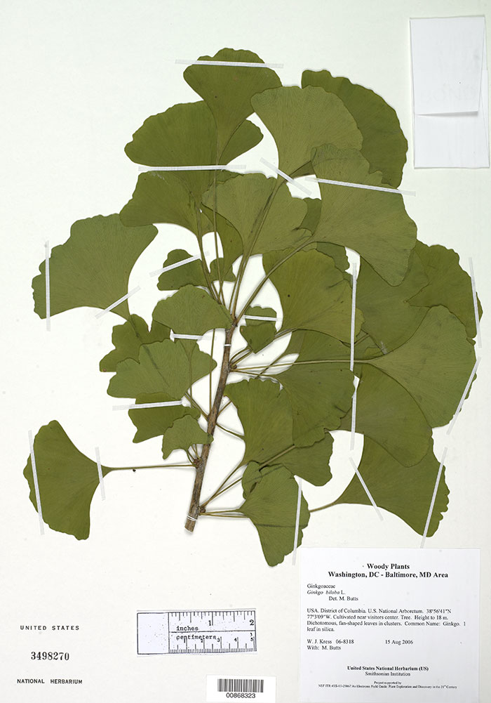 Ginko biloba specimen