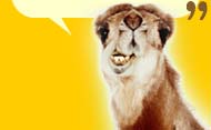 Camel Image