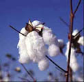 Cotton