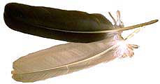 The Feather Trade and the American Conservation Movement